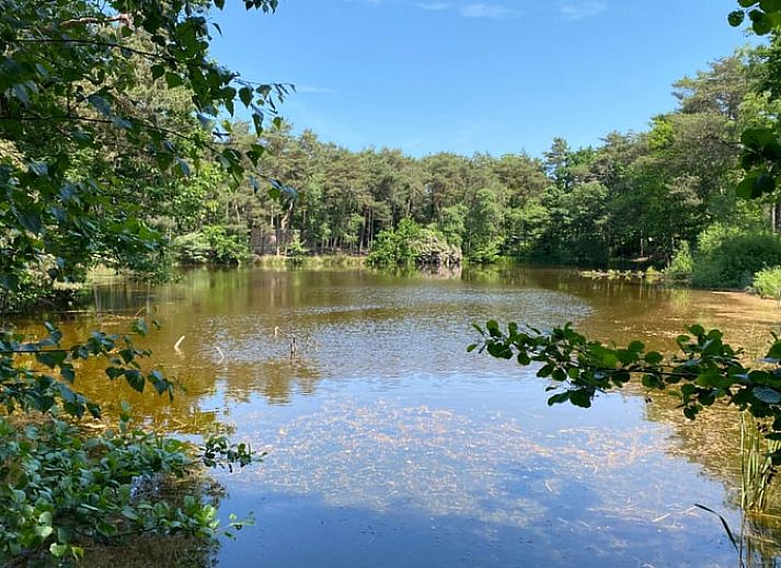 Beruhigender Blick auf den See bei Ferienhaus in Oisterwijk, umgeben von gruenen Waeldern im Herzen von Brabant, Nordbrabant.