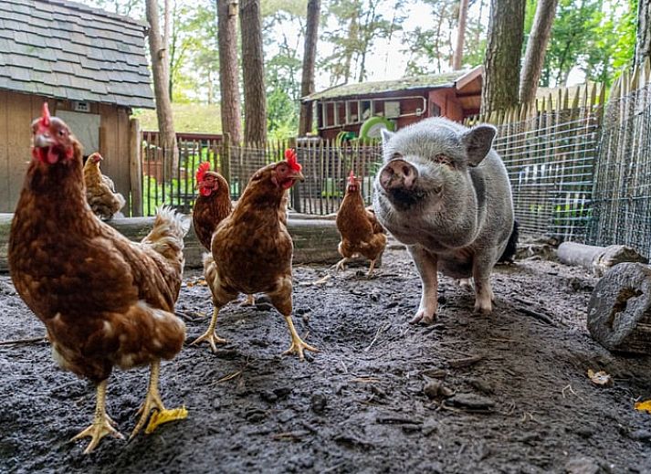 Open living room in Cottage in Oisterwijk, vacation home in the Heart of Brabant.