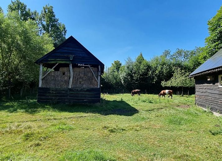 Beautiful garden surrounding Holiday home in Liempde, North Brabant with various flowers and plants.