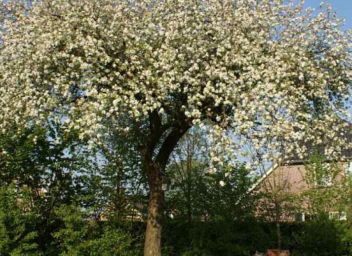 Guest house 420314 - Holiday property Hart van Brabant - BRA003