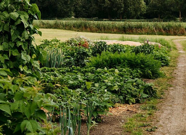 Outdoor dining in the garden of Holiday Home in Chaam, North Brabant under a parasol in Heart of Brabant.