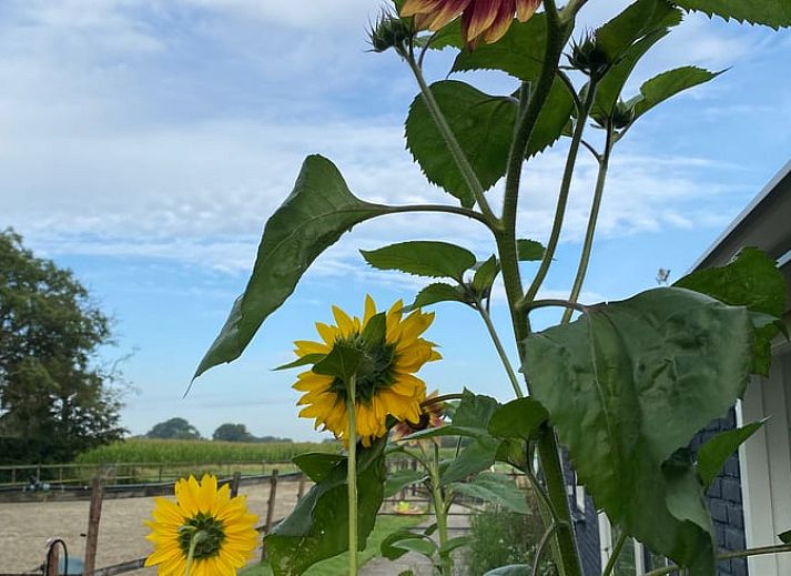 Unterkunft 421830 - Ferienhaus Hart van Brabant - Huisje in Chaam