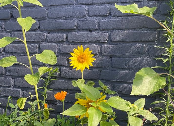 Unterkunft 421830 - Ferienhaus Hart van Brabant - Huisje in Chaam