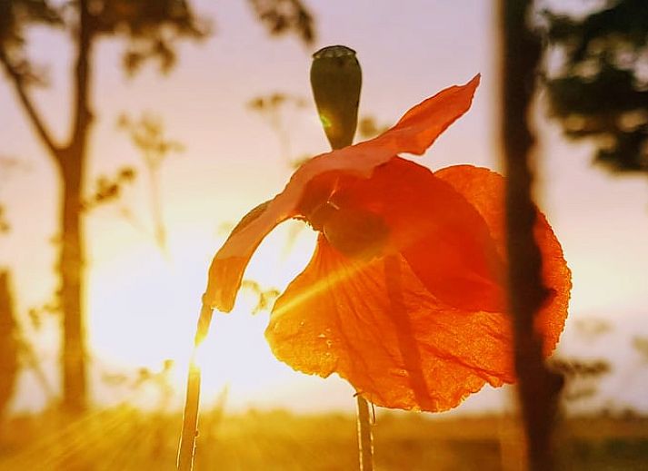Gezellige woonkamer van Vakantiehuis in Kaatsheuvel, comfortabel verblijf in Hart van Brabant, Noord Brabant.