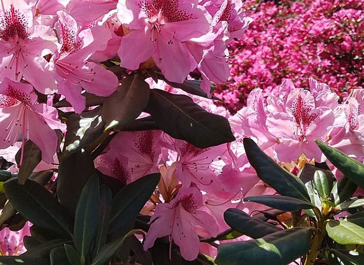 Moderne keuken in Vakantiehuis in Kaatsheuvel, perfect voor culinaire avonturen in Hart van Brabant, Noord Brabant.