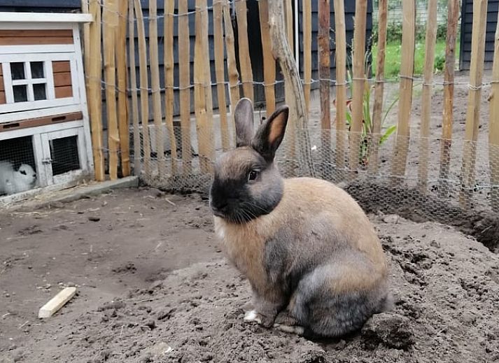 Spacious indoor space in Cottage in Kaatsheuvel, vacation home in Heart of Brabant.