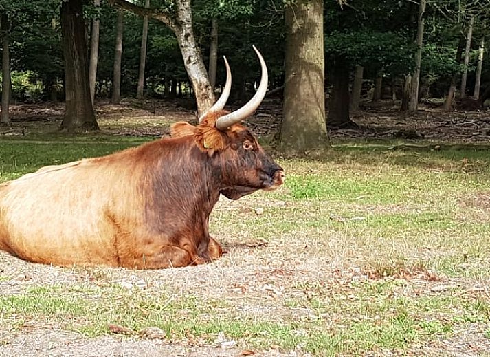 Stilvolle Einrichtung des Ferienhauses in Leende, im Herzen von Brabant. Moderne Einrichtung in diesem Ferienhaus in Nordbrabant.