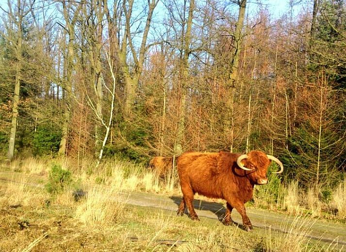 Vakantiehuis in Leende met groene tuin en blauwe lucht, ideaal gelegen in Hart van Brabant, Noord Brabant.