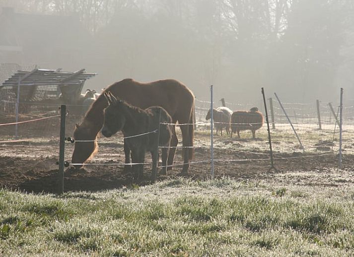 Vakantiehuis in Leende met groene tuin en blauwe lucht, ideaal gelegen in Hart van Brabant, Noord Brabant.