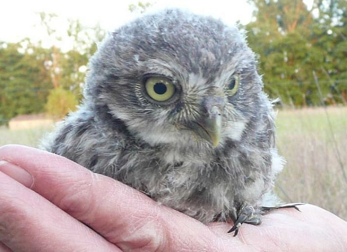 Gezellige slaapkamer in vakantiehuis in Leende, Hart van Brabant, Noord Brabant, met houten interieur.