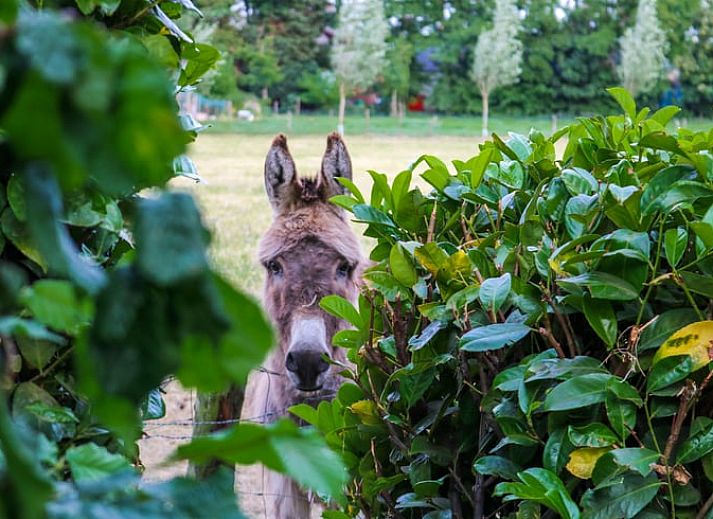 Comfortabele woonkamer in vakantiehuis in Leende, Hart van Brabant, Noord Brabant, met moderne inrichting.