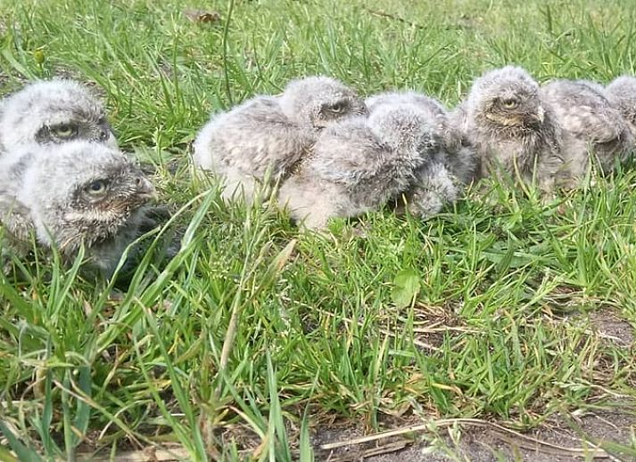 Comfortabele woonkamer in vakantiehuis in Leende, Hart van Brabant, Noord Brabant, met moderne inrichting.