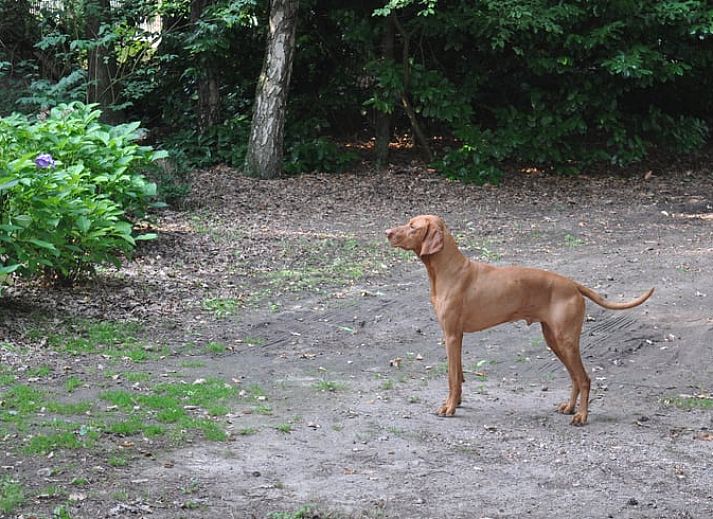 Essecke im Ferienhaus in Leende, Hart van Brabant, Nordbrabant mit Holztisch und stimmungsvoller Beleuchtung.