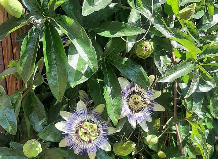 Compacte keuken in Vakantiehuisje in Hank, Hart van Brabant, Noord Brabant, ideaal voor het bereiden van maaltijden tijdens uw verblijf.