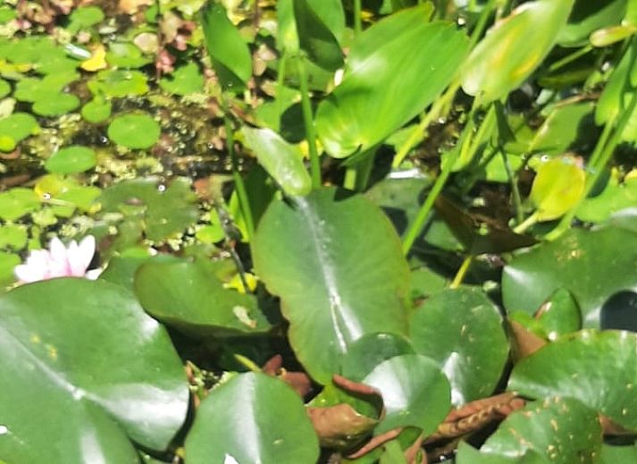 Binnenruimte van Vakantiehuis in Hank met houten balken, een knusse plek in Hart van Brabant, Noord Brabant.