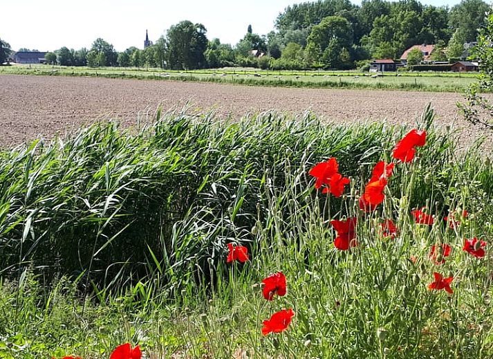 Guest house 424314 - Holiday property Hart van Brabant - Vakantiehuisje in Hank