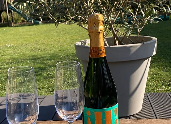 Geniet van luxe ontspanning bij Huisje in Boxtel, een vakantiehuis met zwembad in het hart van Brabant, omgeven door natuur.