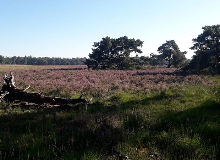 Veranda van Vakantiehuis in Nuenen, een rustieke chalet in Hart van Brabant, Noord Brabant, omgeven door groen.