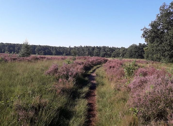 Veranda van Vakantiehuis in Nuenen, een rustieke chalet in Hart van Brabant, Noord Brabant, omgeven door groen.