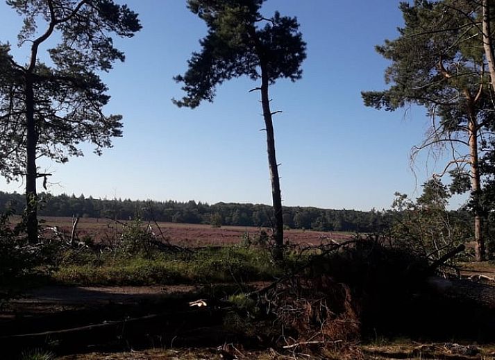 Ruime tuin bij Vakantiehuis in Nuenen, een chalet in Hart van Brabant, Noord Brabant, ideaal voor buitenactiviteiten.