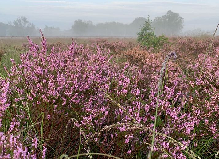 Guest house 426205 - Holiday property Hart van Brabant - Huisje in Helenaveen