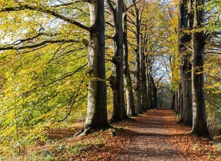Unterkunft 426309 - Ferienhaus Hart van Brabant - Vakantiehuisje in Sint-Michielsgestel