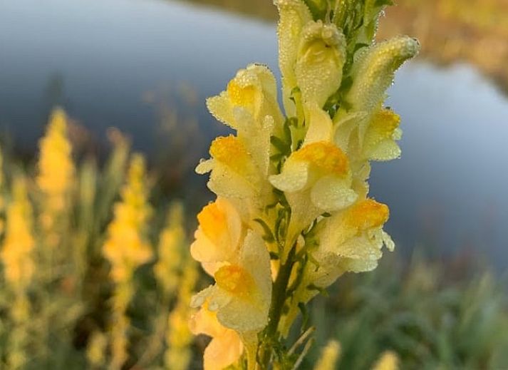 Comfortable sofa in Holiday cottage in Boxtel, Lennisheuvel, Heart of Brabant, North Brabant, ideal for relaxation.