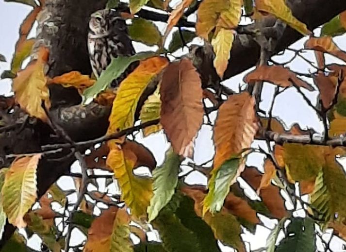 Ingang van Vakantiehuisje in Tilburg, omgeven door natuur.