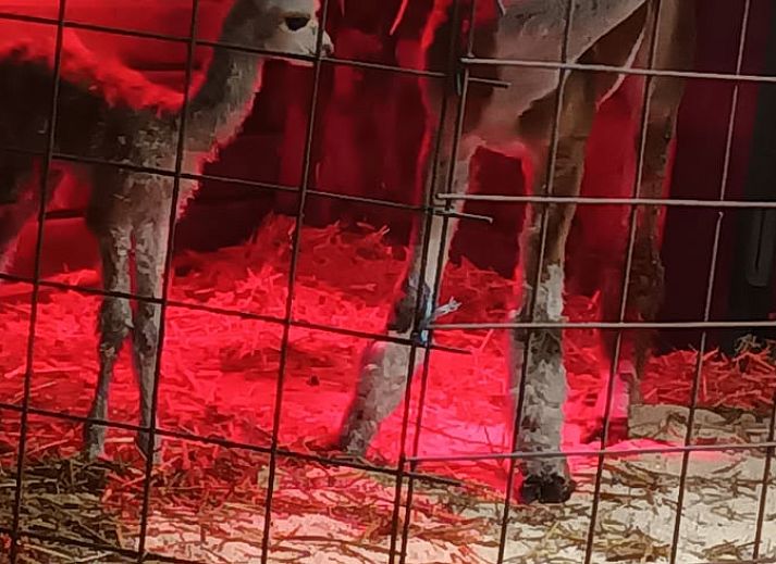 Moderne keuken in Huisje in Best, vakantiehuis in Best, Hart van Brabant, Noord Brabant, met houten accenten.