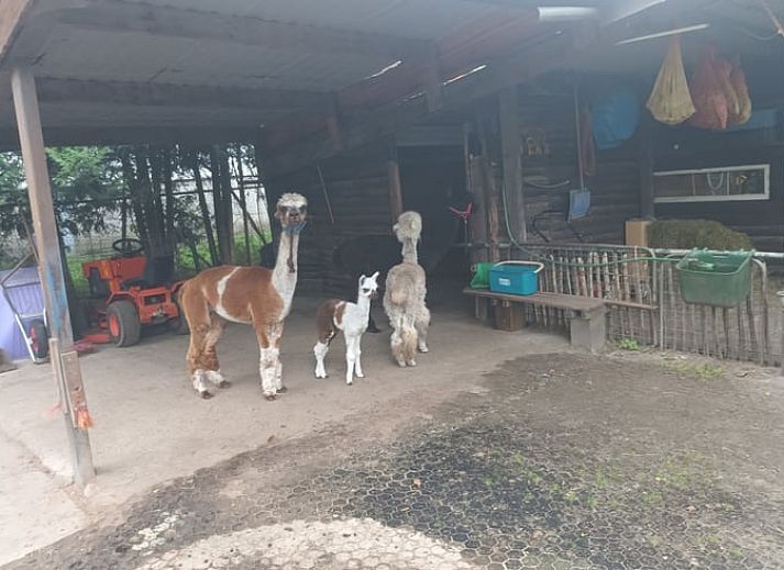 Sfeervolle slaapkamer in Huisje in Best, vakantiehuis in Best, Hart van Brabant, Noord Brabant, met houten interieur.