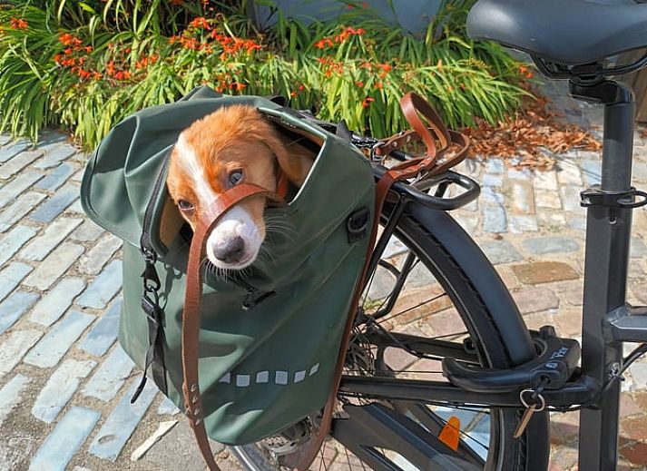 Sfeervolle slaapkamer in Huisje in Best, vakantiehuis in Best, Hart van Brabant, Noord Brabant, met houten interieur.