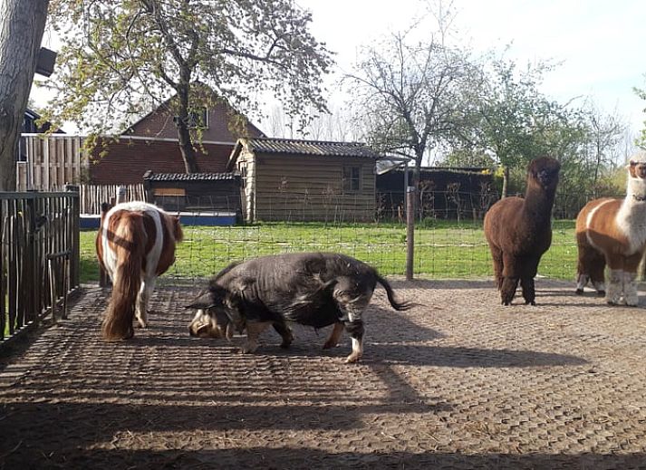 Modern kitchen in Holiday home in Best, located in the heart of Brabant, North Brabant, with stylish decor and natural light.