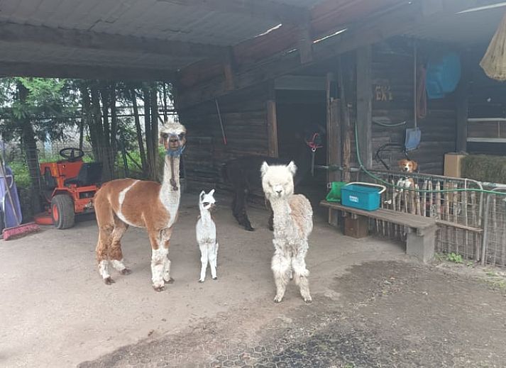 Modern kitchen in Holiday home in Best, located in the heart of Brabant, North Brabant, with stylish decor and natural light.