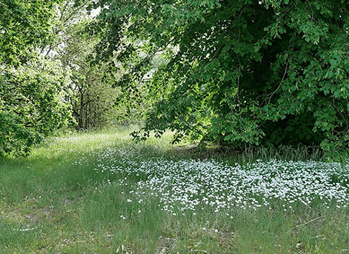Unterkunft 430107 - Ferienhaus Noordoost Brabant - Vakantiehuisje in Nuland
