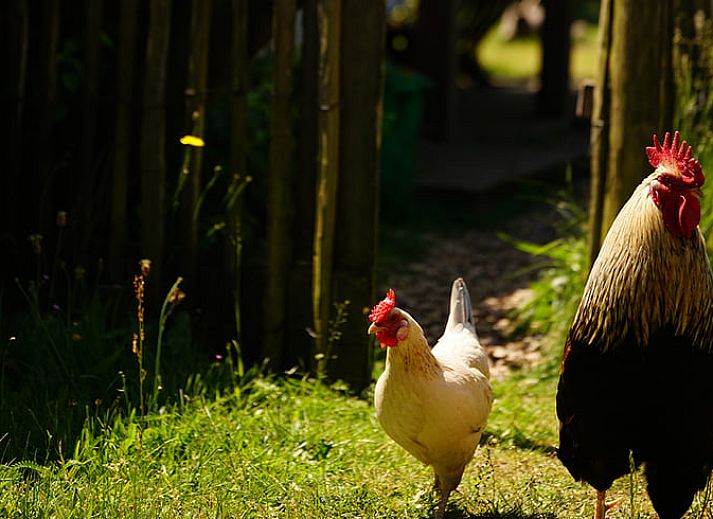 Guest house 430305 - Holiday property Noordoost Brabant - Huisje in Mill