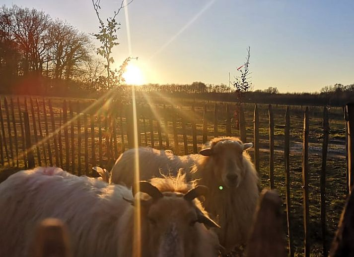 Guest house 430305 - Holiday property Noordoost Brabant - Huisje in Mill