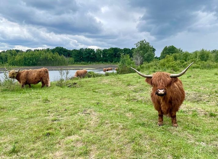 Gemuetliches Wohnzimmer mit Blick auf die Natur im Ferienhaus in Mill, Nordbrabant.