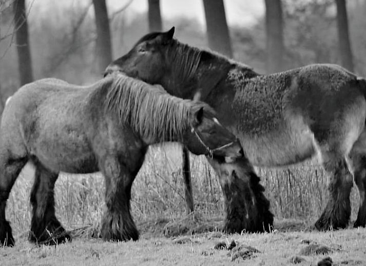 Guest house 430313 - Holiday property Noordoost Brabant - Huisje in Mill