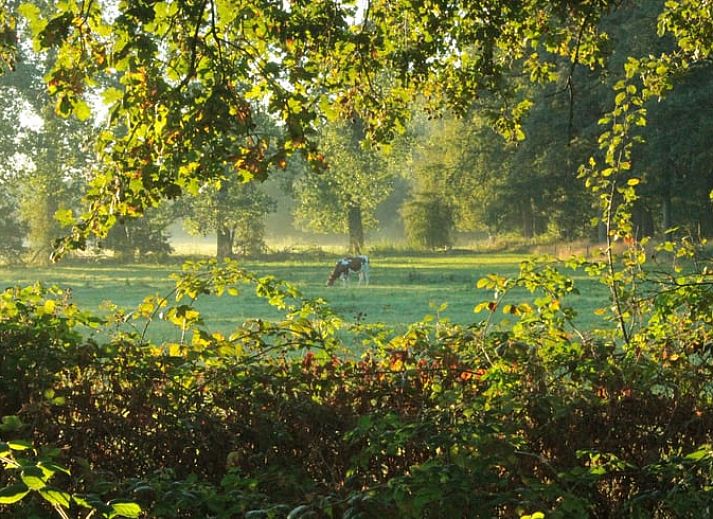 Guest house 430313 - Holiday property Noordoost Brabant - Huisje in Mill