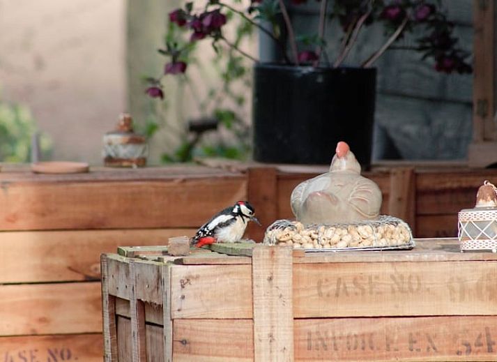 Guest house 430313 - Holiday property Noordoost Brabant - Huisje in Mill