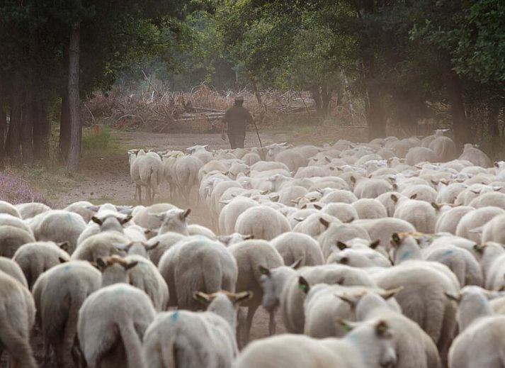 Verblijf 430431 - Chalet Noordoost Brabant - Chalet in Schaijk