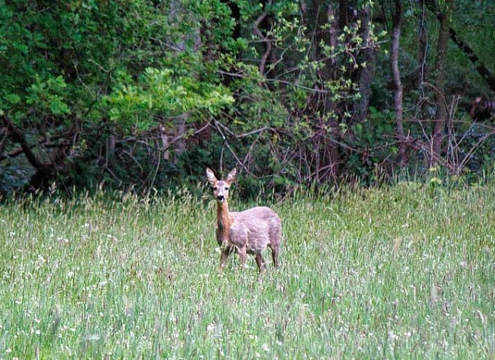 Bedroom in Holiday Home in Overloon, northeast Brabant, with wooden ceiling and comfortable beds.