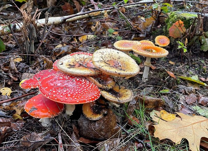 Modern kitchen in Holiday home in Overloon, northeast Brabant, with wooden cabinets and appliances.