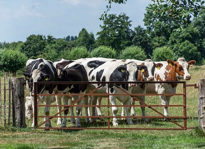 Gezellige buitenruimte bij Vakantiehuis in Oeffelt, Noordoost Brabant, met traditionele architectuur.