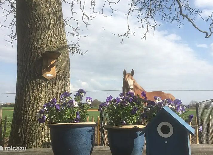 Guest house 431002 - Holiday property Noordoost Brabant - Hoog Werveld Lodge