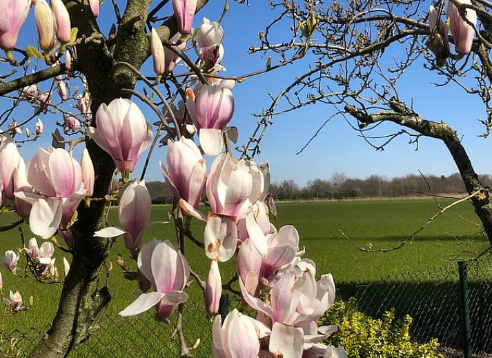 Ruim terras bij Huisje in Gemert, vakantiehuis in Noordoost Brabant, Noord Brabant.