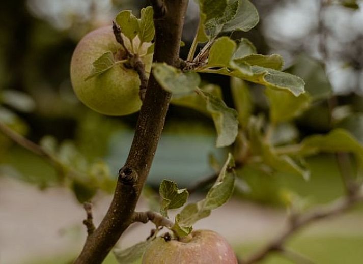 Unterkunft 432405 - Ferienhaus Noordoost Brabant - Vakantiehuisje in Boekel