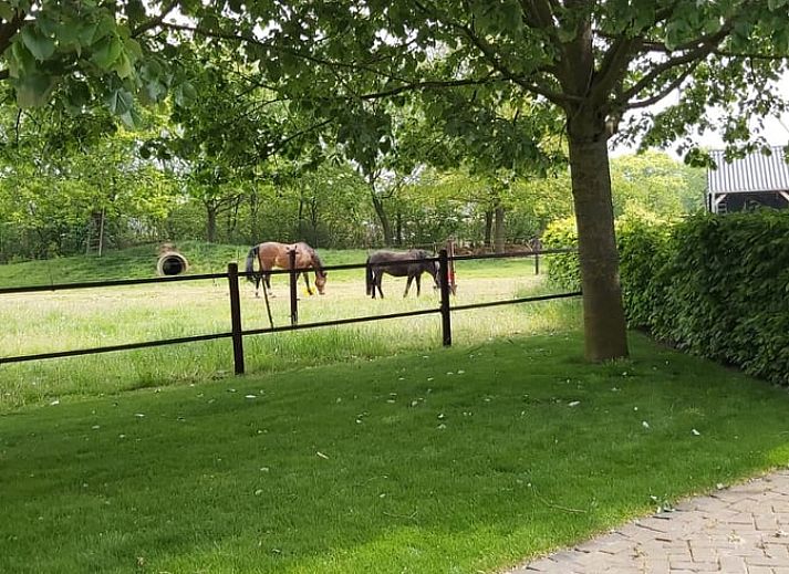 Unterkunft 432902 - Ferienhaus Noordoost Brabant - Vakantiehuisje in Wilbertoord