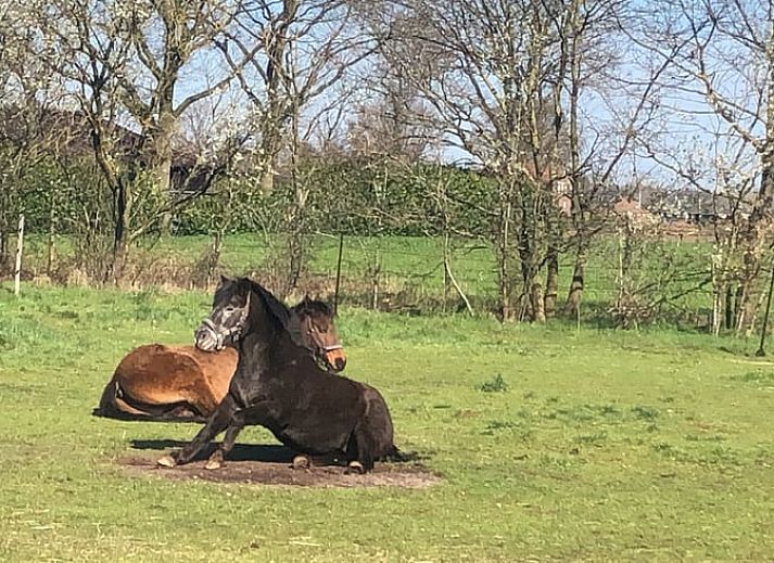 Unterkunft 432904 - Ferienhaus Noordoost Brabant - Vakantiehuis in Wilbertoord