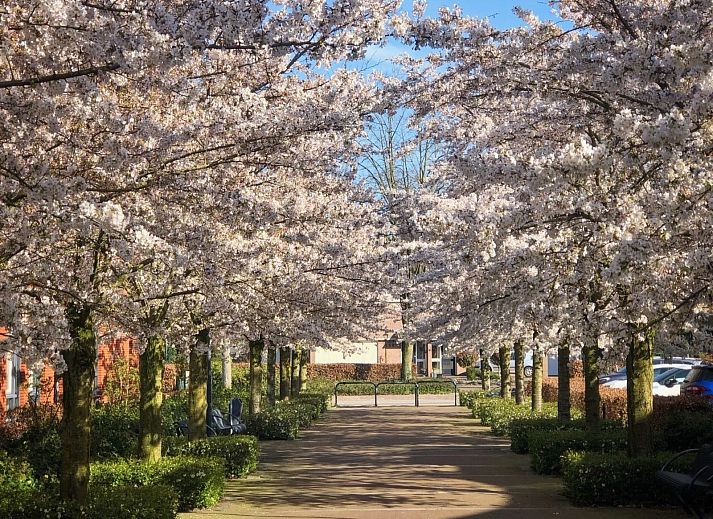 Guest house 433316 - Holiday property Noordoost Brabant - NB205